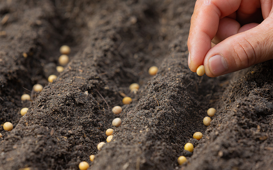 Seed Protector Blog 4 Maruti Maruti Agro Biotech